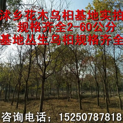 基地大量供应园林绿化苗乌桕2-60公分 丛生乌桕2-12分枝 道路风景树 园林工程绿化苗木 树形优美 绿化园林常用乔木